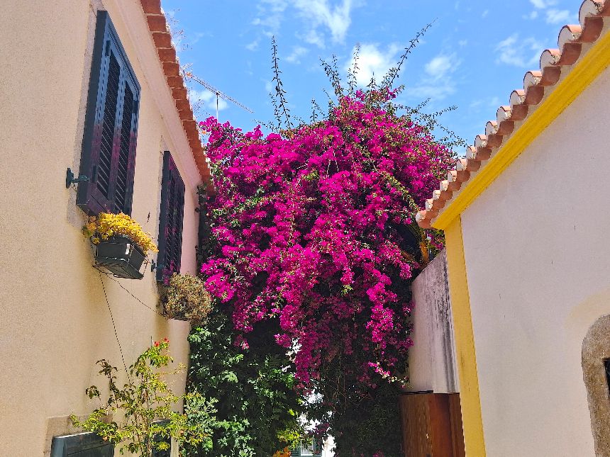 Buganvilla in Cascais, Portugal