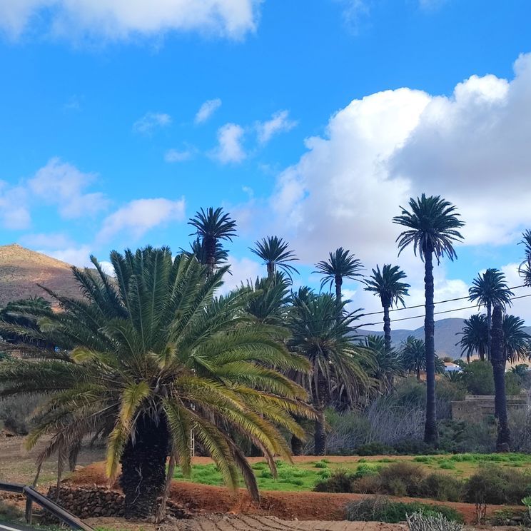 Palmenhain auf Fuerteventura, Kanarische Inseln
