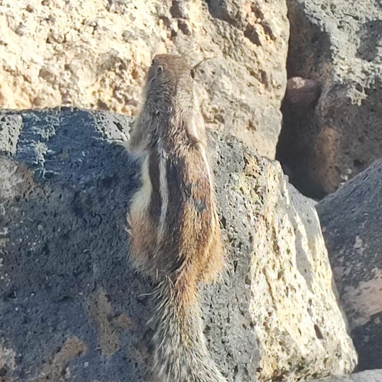 Hörnchen auf Fuerteventura, Kanarische Inseln