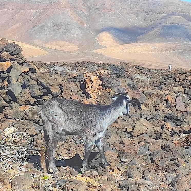 Wilde Ziege auf Fuerteventura, Kanarische Inseln