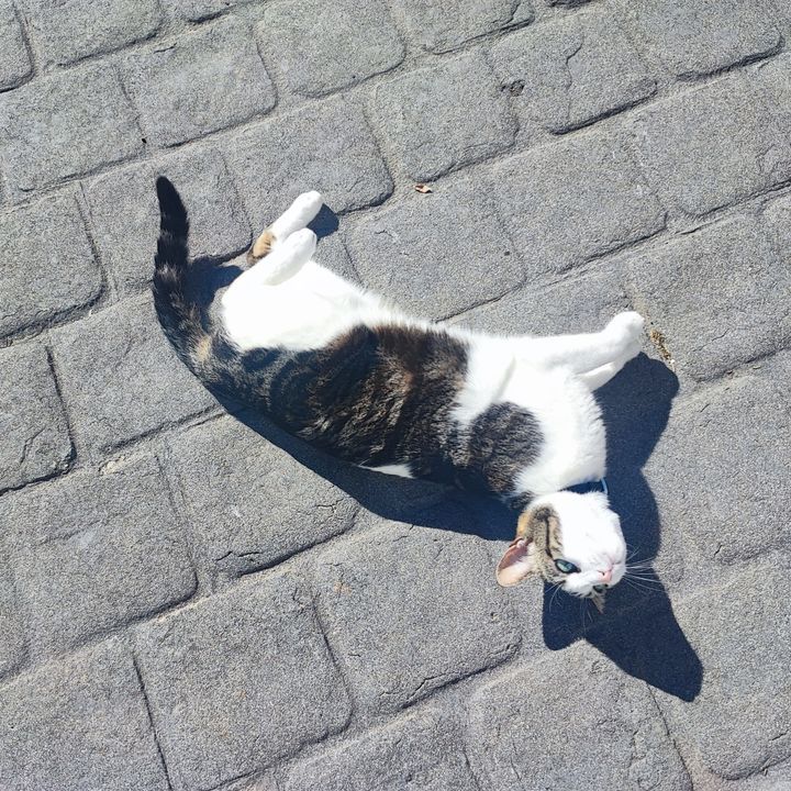 Katze Coco in der Posada Morisca in Frigiliana, Andalusien