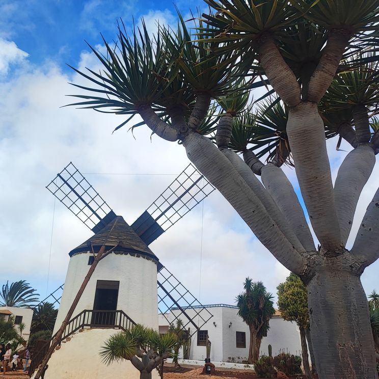 Museo del Queso in Antigua, Fuerteventura