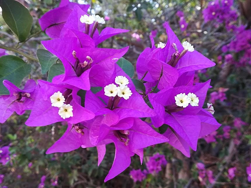 Im Garten des Jardin Tecina Hotels