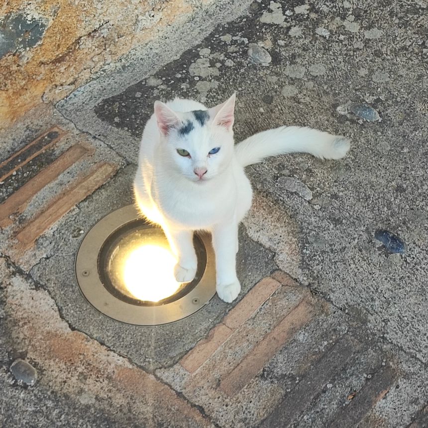 Cat in Monemvasia, Greece