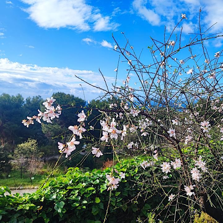 Botanical Garden at the caves in Nerja, Spain
