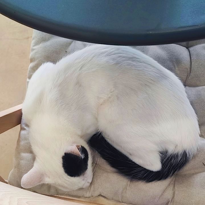 Katze im Kafune Coffeeshop in Nerja, Andalusien