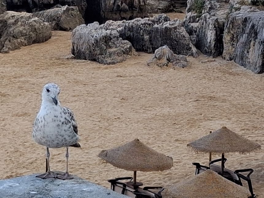 Möwe in Cascais, Portugal