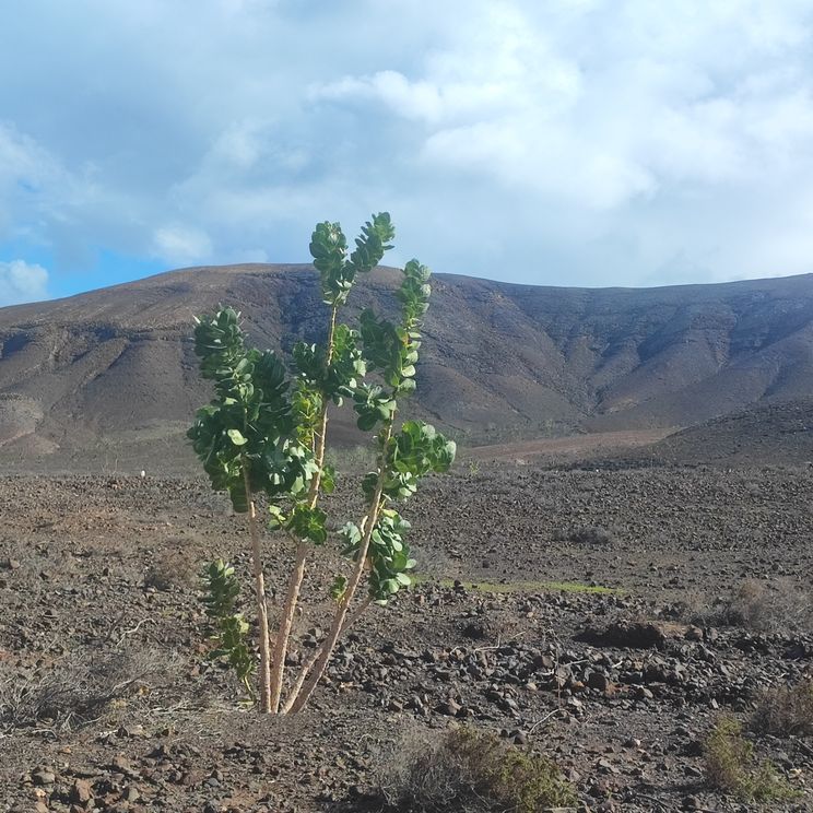 La Atalayita auf Fuerteventura, Kanarische Inseln